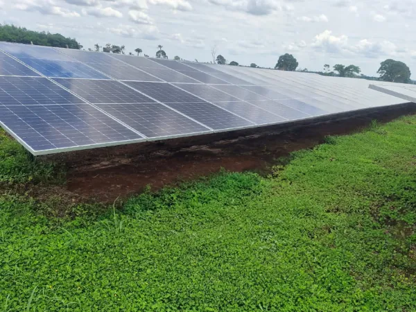 Usina solar fotovoltaica com cobertura de amendoim forrageiro entre painéis